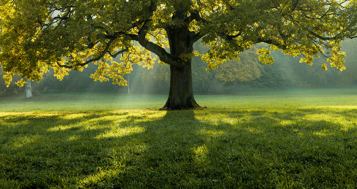 distributeur automatique pour l environnement